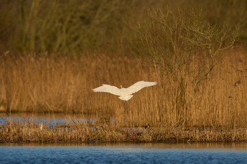 Great White Egret (Ardea alba) amongst the reedbeds of the Somerset Levels in Somerset, United Kingdom