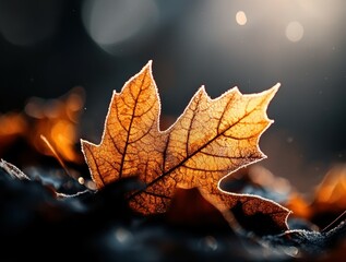 Frosted leaf detail autumn forest nature photography bright environment close-up viewpoint seasonal concept