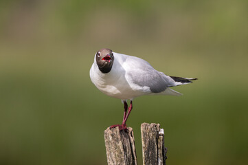 Larus ridibundus - Black-headed Gull - Mouette rieuse