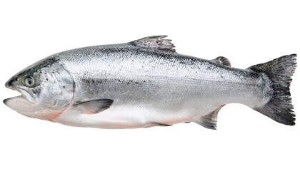 Obraz premium fresh whole salmon fish on isolated background, raw atlantic salmon with silver shiny scales and firm texture, seafood ingredient for cooking and gourmet dishes 