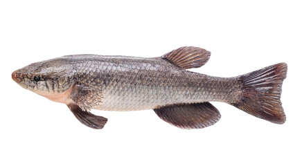 Fototapeta premium fresh snakehead fish on isolated background, whole raw fish with shiny scales, freshwater predator, popular seafood ingredient for asian cuisine and traditional cooking 
