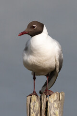 Larus ridibundus - Black-headed Gull - Mouette rieuse