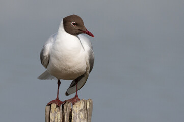 Larus ridibundus - Black-headed Gull - Mouette rieuse