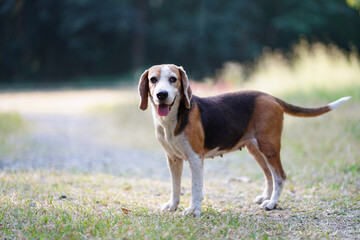 Portrait of a cute beagle dog standing on the grass field.