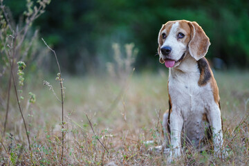 An adorable beagle dog sitting on the  grass field.