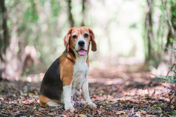 An adorable beagle dog sitting on the dried leaves in forest.