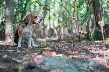 An adorable beagle dog sitting on the dried leaves in forest.