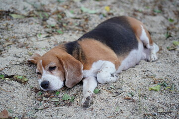 A cute tri-color  beagle dog lying on the sand.