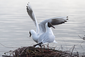 Larus ridibundus - Black-headed Gull - Mouette rieuse