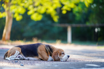 Beagle Dog Resting Peacefully on a Sunlit Path Surrounded by Nature