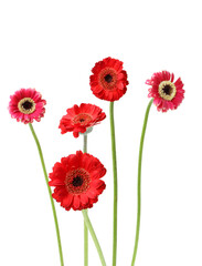 Fototapeta premium Beautiful Gerbera Daisy Blooming Red Flowers on the light background.