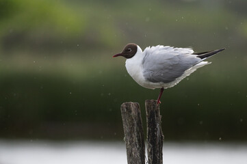 Larus ridibundus - Black-headed Gull - Mouette rieuse