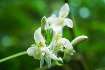 Close up of White Popinac or Lead Tree Scientific name Leucaena leucocephala. White Popinac bears a lot of fruit. The fruit is green and edible