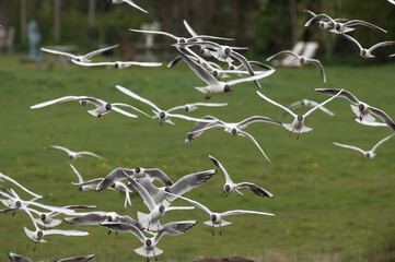 Larus ridibundus - Black-headed Gull - Mouette rieuse