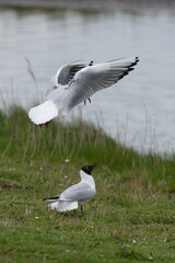 Larus ridibundus - Black-headed Gull - Mouette rieuse