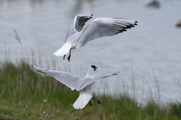 Larus ridibundus - Black-headed Gull - Mouette rieuse