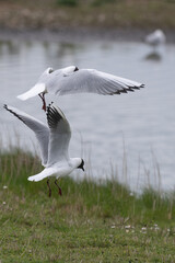Larus ridibundus - Black-headed Gull - Mouette rieuse