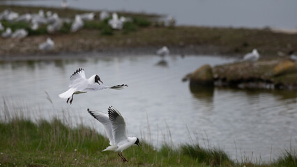 Larus ridibundus - Black-headed Gull - Mouette rieuse