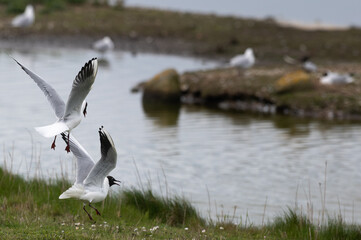 Larus ridibundus - Black-headed Gull - Mouette rieuse