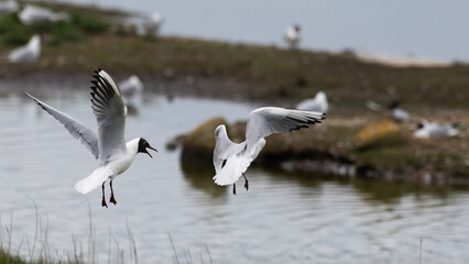 Larus ridibundus - Black-headed Gull - Mouette rieuse