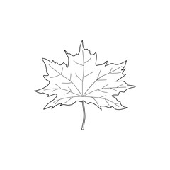 Naklejka premium autumn leaves vector