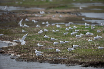 Larus ridibundus - Black-headed Gull - Mouette rieuse