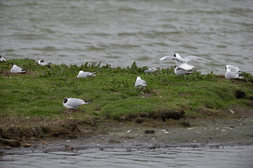Larus ridibundus - Black-headed Gull - Mouette rieuse