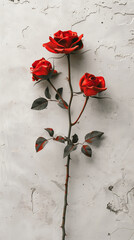 Three red roses on a single stem against a white background, high-resolution photorealistic image with copy space.	