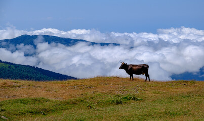 A lone cow stands on a mountain meadow above the white clouds and blue sky
