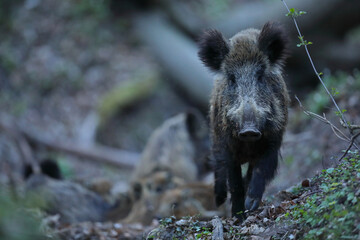 Dzik, (Sus scrofa), wild boar, boar  © Bartosz Rakoczy