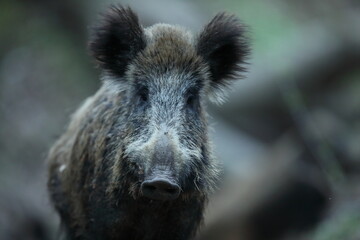 Dzik, (Sus scrofa), wild boar, boar  © Bartosz Rakoczy