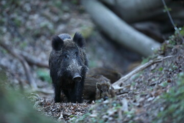 Dzik, (Sus scrofa), wild boar, boar  © Bartosz Rakoczy