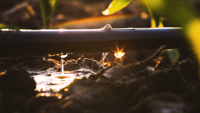 agriculture drip irrigation system in plantation