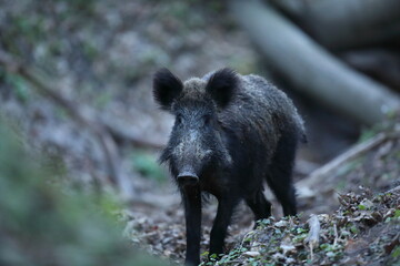 Dzik, (Sus scrofa), wild boar, boar  © Bartosz Rakoczy