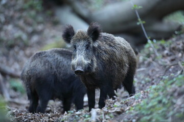 Dzik, (Sus scrofa), wild boar, boar  © Bartosz Rakoczy