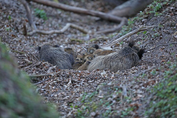 Dzik, (Sus scrofa), wild boar, boar  © Bartosz Rakoczy