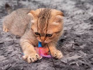 Kitten girl Scottish fold, pet in the apartment, small gray cat.