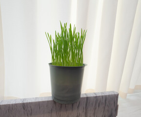 Cat grass for cleaning the stomach of cats, a medicinal plant for animals with vitamins.
