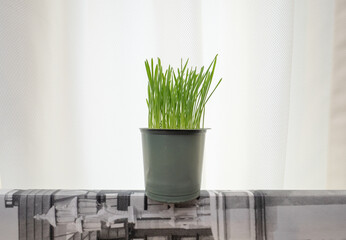 Cat grass for cleaning the stomach of cats, a medicinal plant for animals with vitamins.