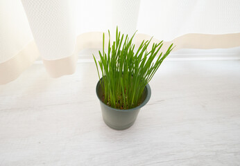 Cat grass for cleaning the stomach of cats, a medicinal plant for animals with vitamins.