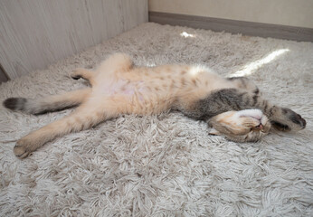 Kitten girl Scottish fold, pet in the apartment, small gray cat.