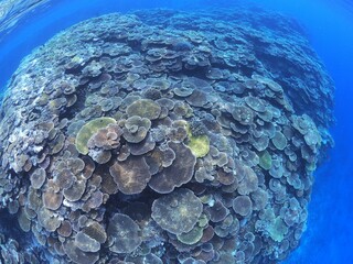 沖縄の美しいサンゴ礁の海