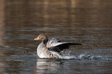 Greylag goose or graylag goose (Anser anser) splashing around to clean its feathers.