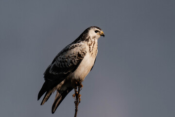 White common buzzard sitting on top of a tree.
