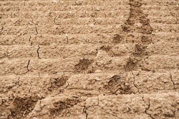 Ausgetrocknete Ackerfurchen mit quer verlaufender Fahrspur