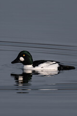 Common goldeneye or simply goldeneye (Bucephala clangula) in nuptial plumage.