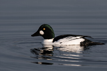 Fototapeta premium Common goldeneye or simply goldeneye (Bucephala clangula) in nuptial plumage.
