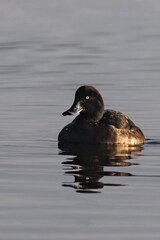 Female tufted duck (or tufted pochard) (Aythya fuligula) swimming in a lake.