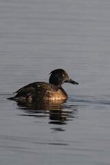 Female tufted duck (or tufted pochard) (Aythya fuligula) swimming in a lake.