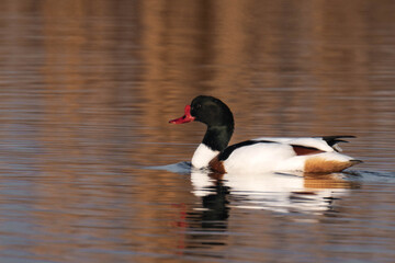 Common shelduck (Tadorna tadorna) swimming in a lake.